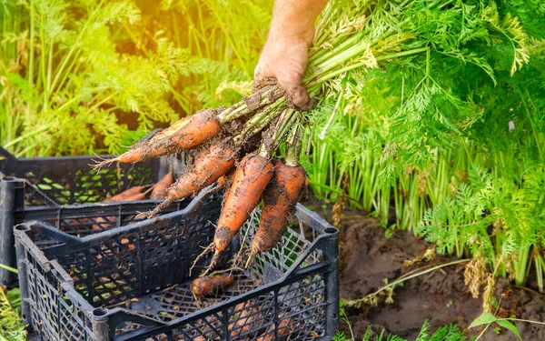 Seorang Petani Memanen Wortel Ladang Menanam Sayuran Organik Pertanian Pertanian — Stok Foto