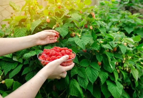 Freshly Picked Raspberries Hand Farmer Summer Healthy Harvest Berry Harvesting — Stock Photo, Image