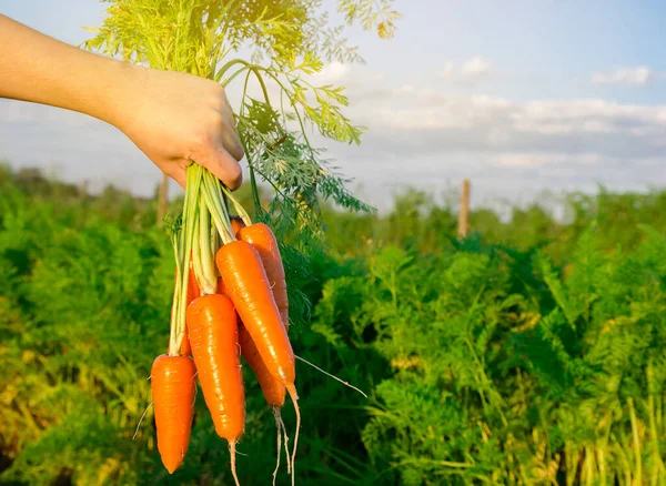 Baru Saja Dipetik Wortel Tangan Seorang Petani Lapangan Memanen Sayuran — Stok Foto