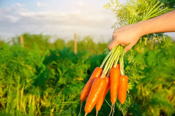 Fresh Freshly Picked Carrots Hands Farmer Field Harvested Organic Vegetables — Stock Photo, Image