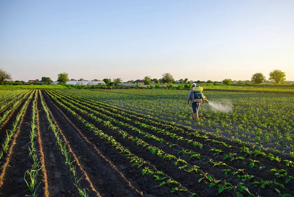 Farmer sprays a potato plantation with a sprayer. Effective crop protection of cultivated plants against insects and fungal. Chemical treatment. Mist sprayer, fungicide and pesticide. Working on field