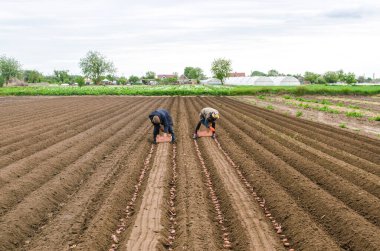 Kherson oblast, Ukrayna - 25 Mayıs 2020: Çiftçi işçiler bir vinç küreme aracıyla daha fazla defnedilmek üzere patates koydular. Tarım endüstrisi, tarım sektörü. Tüberküloz sebzelerle tarla ekme kampanyası.