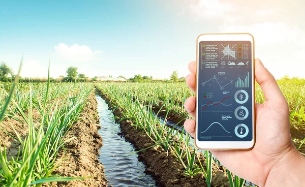 Hand Phone Leek Onion Plantation Landscape Agribusiness Conservation Water Resources — Stock Photo, Image