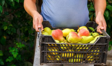 Bir çiftçi bahçede yeni toplanmış armutlardan oluşan bir kutu tutuyor. Sağlıklı, doğal meyveler. Seçici odak.