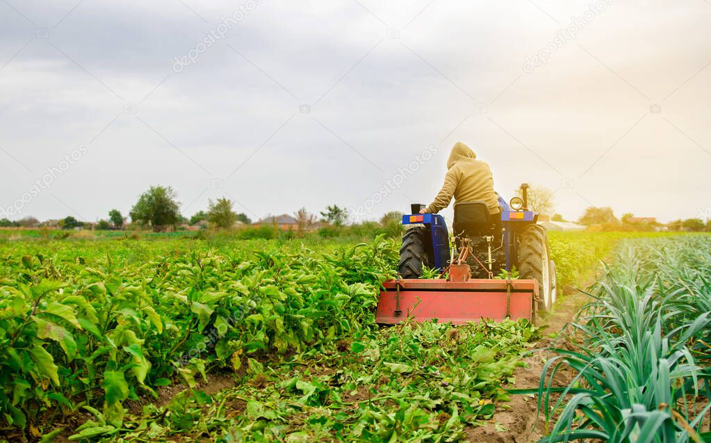 A farmer plows a eggplants plants. Farmer on a tractor cultivates the soil after harvesting. Seasonal farm work. Agriculture crops. Farming, farmland. Selective focus
