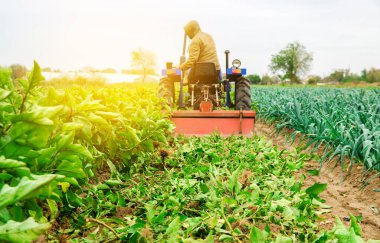 Bir çiftçi patlıcan tarlası sürüyor. Traktördeki çiftçi hasattan sonra toprağı işliyor. Mevsimlik çiftlik işleri. Tarım ürünleri. Çiftçilik, tarım arazisi. Seçici odak
