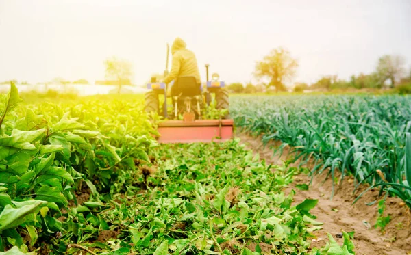 Granjero Ara Una Planta Berenjena Agricultor Tractor Cultiva Suelo Después —  Fotos de Stock