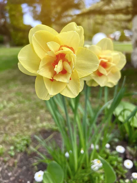 Beautiful Blooming Flowers Yellow Daffodils Nature Selective Focus — Stock Photo, Image