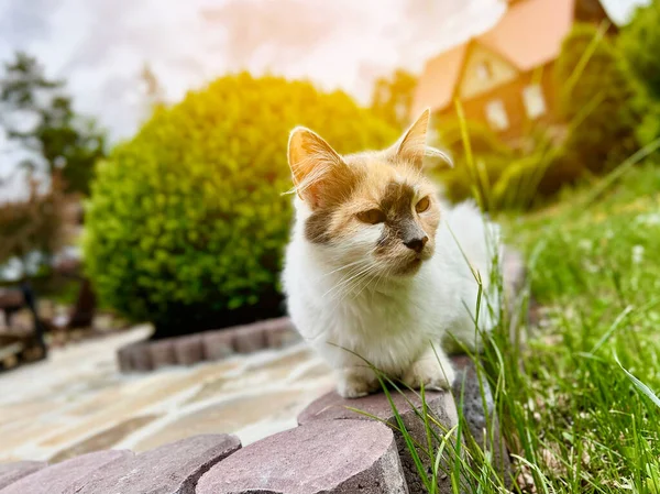 花园里坐着一只三色猫 宠物在户外 有选择的重点 — 图库照片