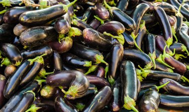 Patlıcan hasadı yığının üzerinde yatıyor. Organik sebzeler. Patlıcan hasat ediyorum. Tarım ürünleri. Seçici odak