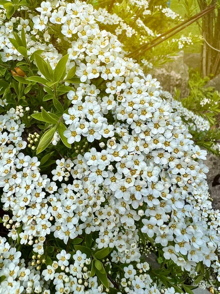 Spring Blooming Shrub Many White Flowers Spirea Spiraea Cantoniensis Selective — Fotografia de Stock