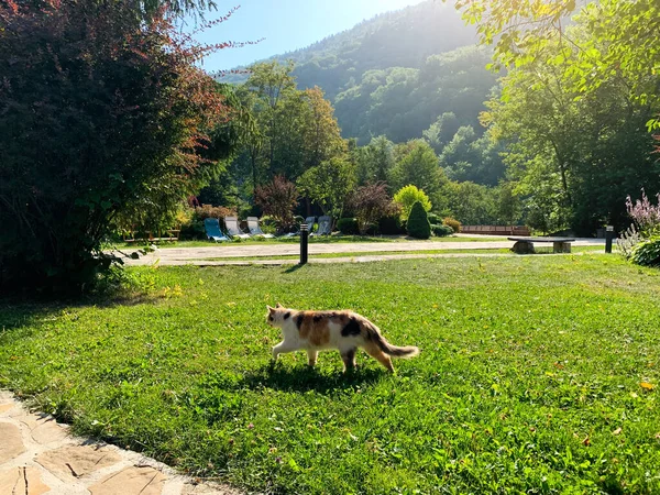The cat walks in the mountain resort. Forests and mountains, beautiful nature in the early sunny morning. Rest and relaxation. Place for rehabilitation and treatment. Beautiful landscape.