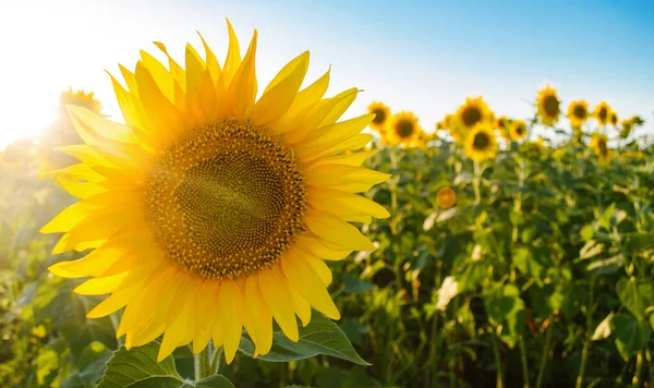 Schöne Junge Sonnenblume Die Einem Sonnigen Tag Auf Einem Feld — Stockfoto