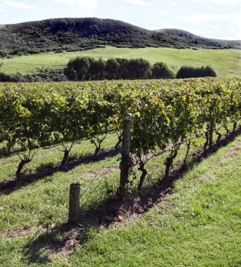 bağ waiheke Island, Yeni Zelanda