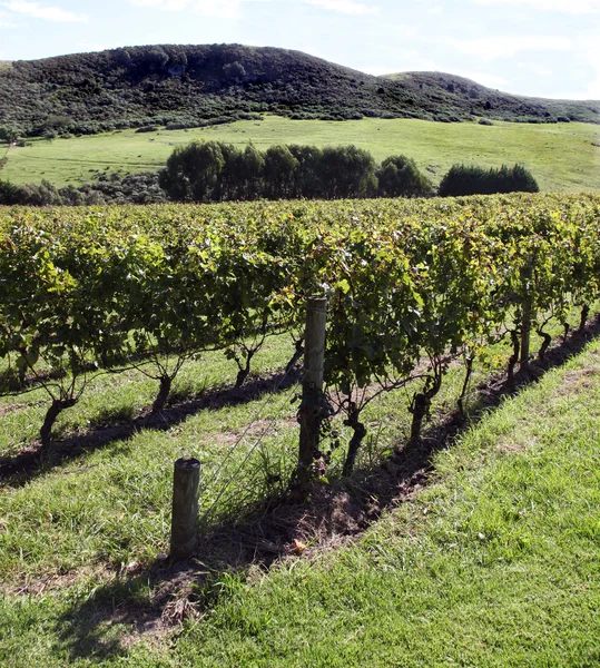 Vineyard Waiheke Island Nouvelle-Zélande — Photo