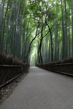 Kyoto Bambu Ormanı
