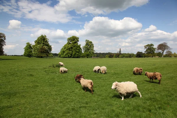 İngiliz koyunu yetiştiriciliği — Stok fotoğraf