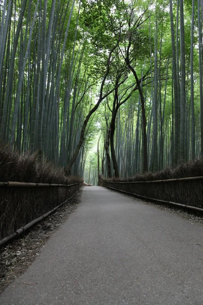 Quioto Floresta de Bambu — Fotografia de Stock