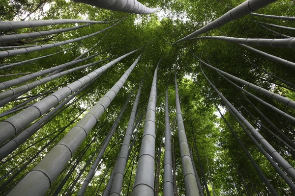 Bambu ormanı kyoto Japonya