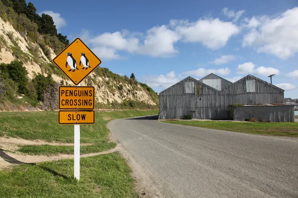 Pinguim cruzando Oamaru — Fotografia de Stock