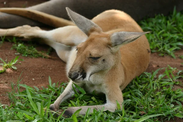 Kangoeroe — Stockfoto