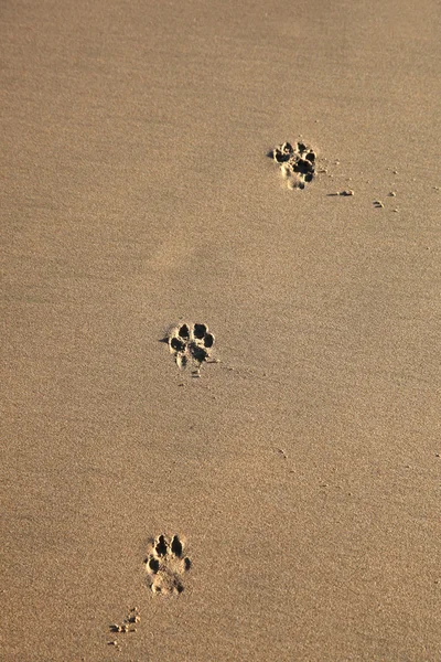 Hundeabdrücke — Stockfoto