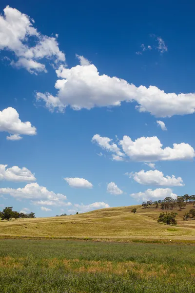 Вид Ферму Возле Байлонга Новом Южном Уэльсе Австралия Производительный Сельскохозяйственный — стоковое фото