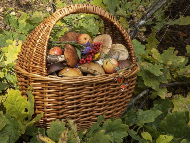 ormanda mantar sepeti