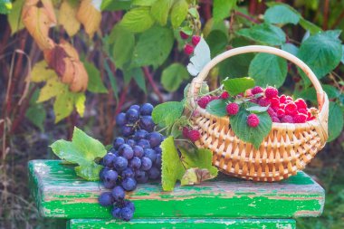 Bahçedeki bir sepet ahududu ve üzüm.