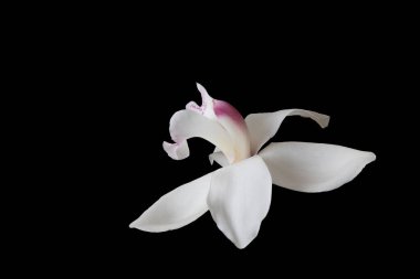 Siyah arkaplanda güzel bir orkide çiçeği
