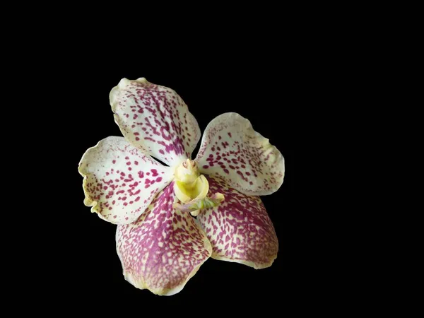 Hermosa Flor Orquídea Sobre Fondo Negro —  Fotos de Stock