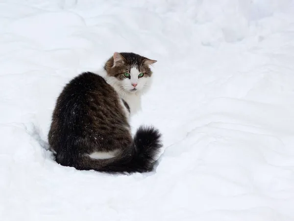Winterspaziergang Der Flauschigen Katze — Stockfoto