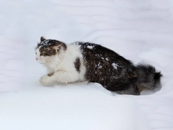 Winterspaziergang Der Flauschigen Katze — Stockfoto