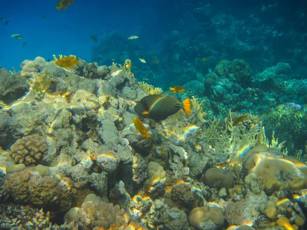 Fotografia Subacquea Delle Barriere Coralline Del Mar Rosso Nel Sinai — Foto Stock