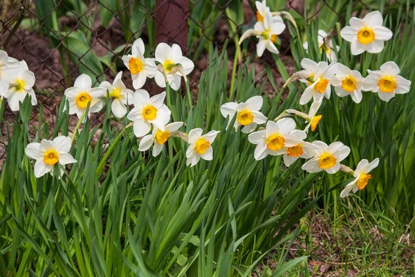 Spring Narcissus Flower Bed — Stock Photo, Image