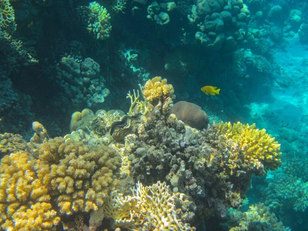 Fotografia Subacquea Delle Barriere Coralline Del Mar Rosso Nel Sinai — Foto Stock