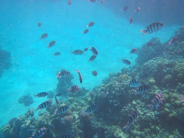 Fotografía Submarina Los Arrecifes Del Mar Rojo Sur Del Sinaí — Foto de Stock