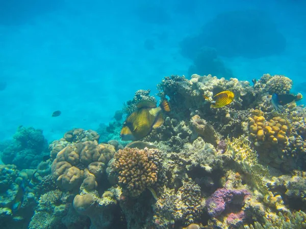 Onderwaterfotografie Van Rode Zee Riffen Zuid Sinaï Rechtenvrije Stockafbeeldingen