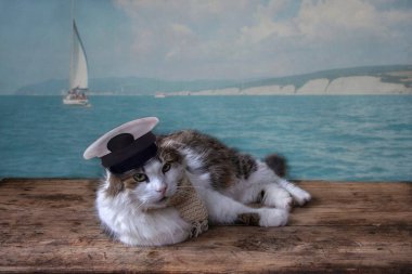 Ahşap iskelede kaptanın şapkasındaki komik kedi.
