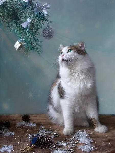 Різдвяна Листівка Чарівною Кішкою — стокове фото