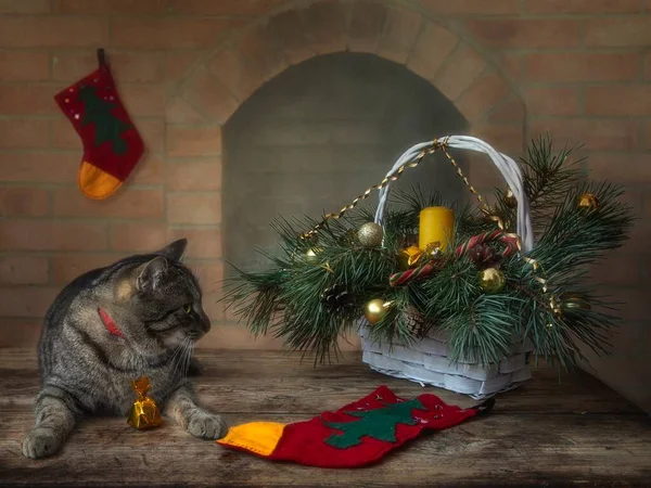 Cartão Natal Com Gato Adorável — Fotografia de Stock