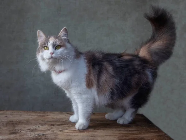 Portrait Adorable Tricolor Siberian Kitty — Stock Photo, Image