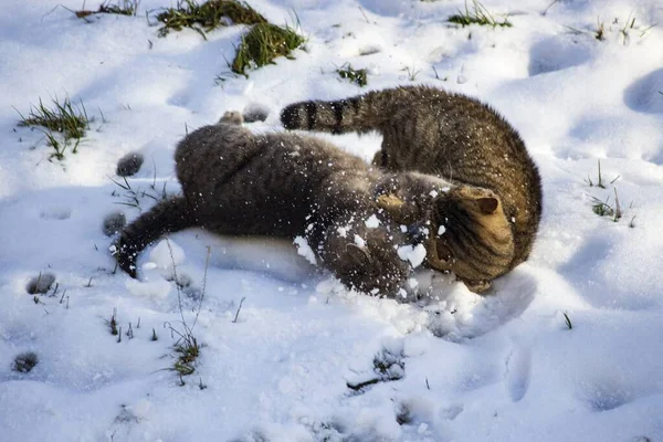 雪の中で二匹のタビー猫の戦い ロイヤリティフリーのストック写真