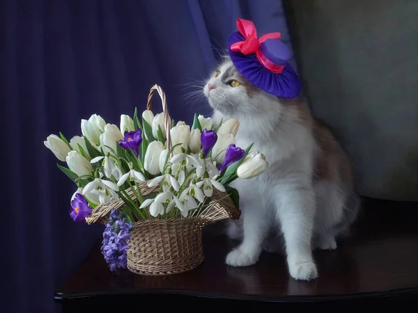 可愛い子猫と春の花のバスケット ストック写真
