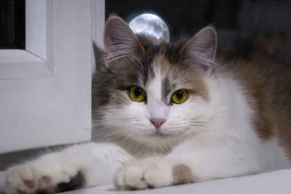 小さなシベリアの子猫嘘をついている窓辺 ストックフォト