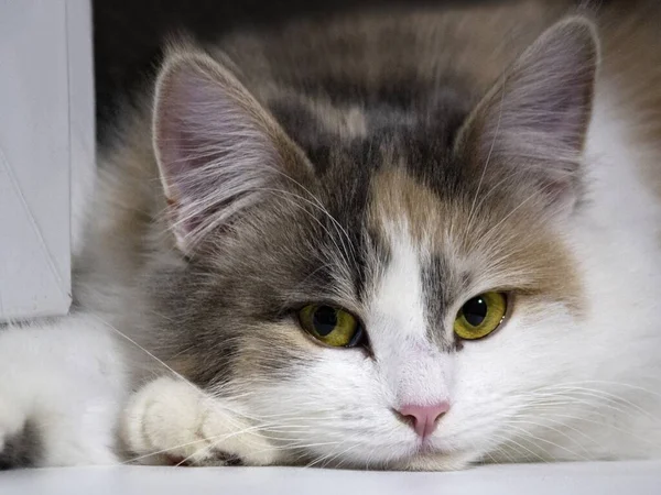 Pequeno Gatinho Siberiano Deitado Parapeito Janela — Fotografia de Stock