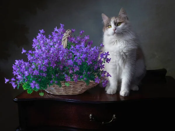 ふわふわシベリアの子猫とブルーベルの花のバスケット ストックフォト