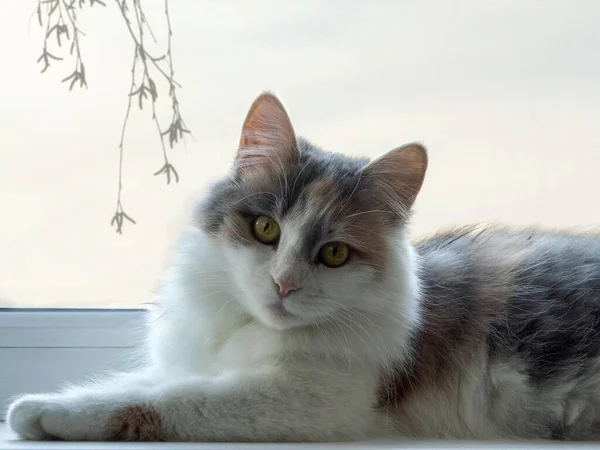 Pequeno Gatinho Siberiano Deitado Parapeito Janela — Fotografia de Stock