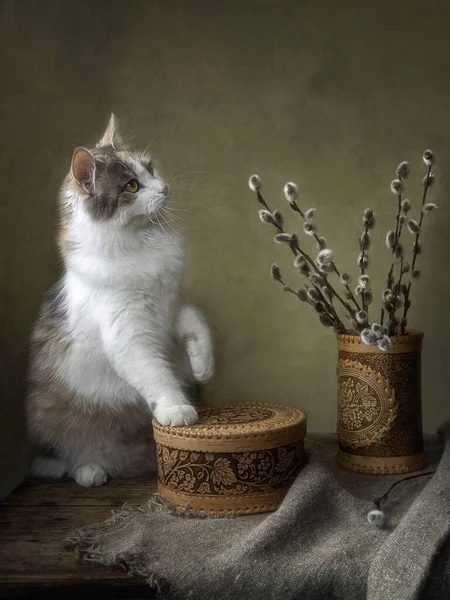 Frühling Mit Weidenzweigen Und Schönen Flauschigen Kätzchen — Stockfoto