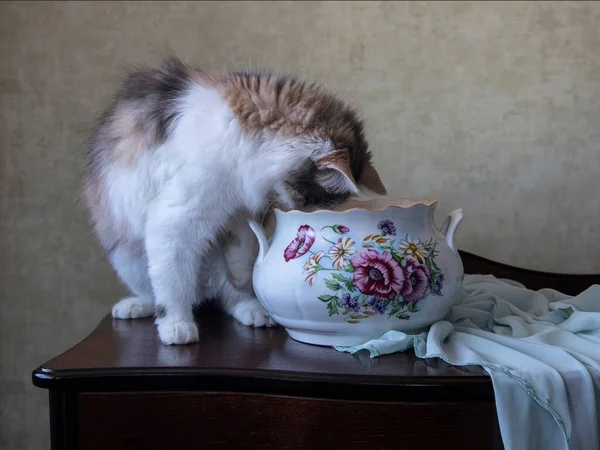 Μια Μικρή Χνουδωτή Γάτα Έχωσε Κεφάλι Της Μια Σουπιέρα Royalty Free Εικόνες Αρχείου